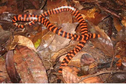 Galeria cobra-coral-falsa