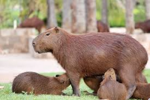 Galeria capivara