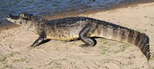 Cobra caninana no Pantanal: veja nossa galeria de fotos