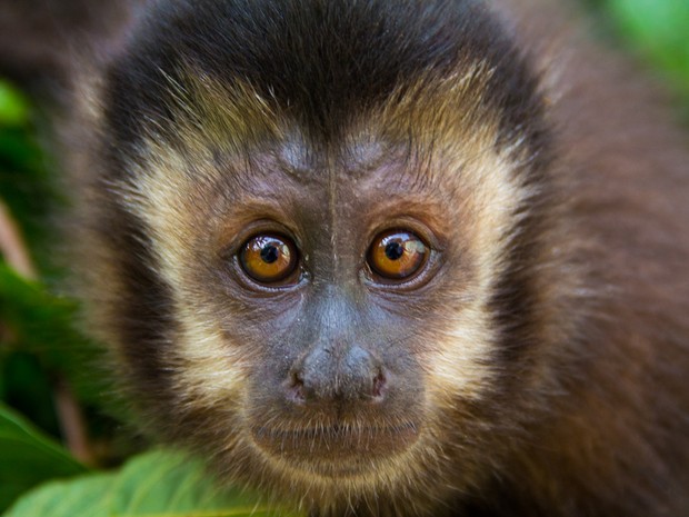 Macaco-aranha - ecologia, características, fotos - InfoEscola